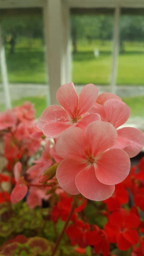 Gardenvale Manor House B&B Stranocum Dış mekan fotoğraf